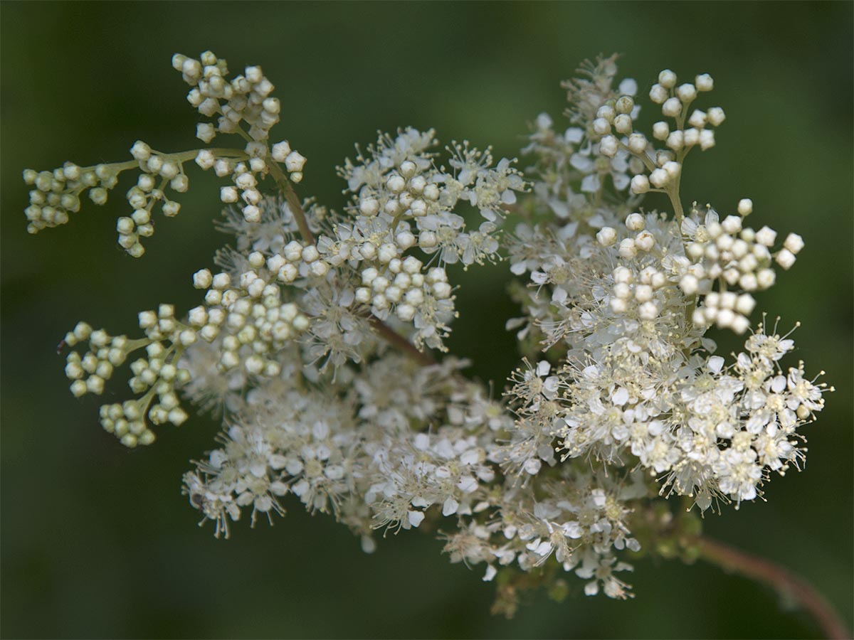 Filipendula ulmaria